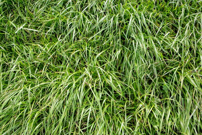 close up of ryegrass