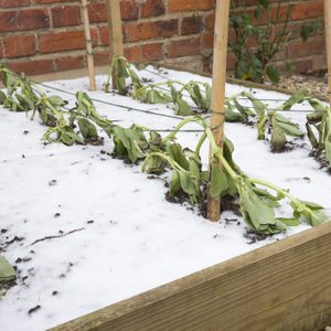 Wilting plants lean against bamboo stakes, covered by a layer of snow, within a wooden garden bed against a backdrop of brick walls.