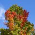 6 Most Common Types of Maple Trees
