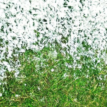 White snow covers green grass, blending winter and spring elements, creating a contrasting patchwork on the ground.