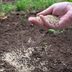 How Late Can You Plant Grass Seed? What to Know