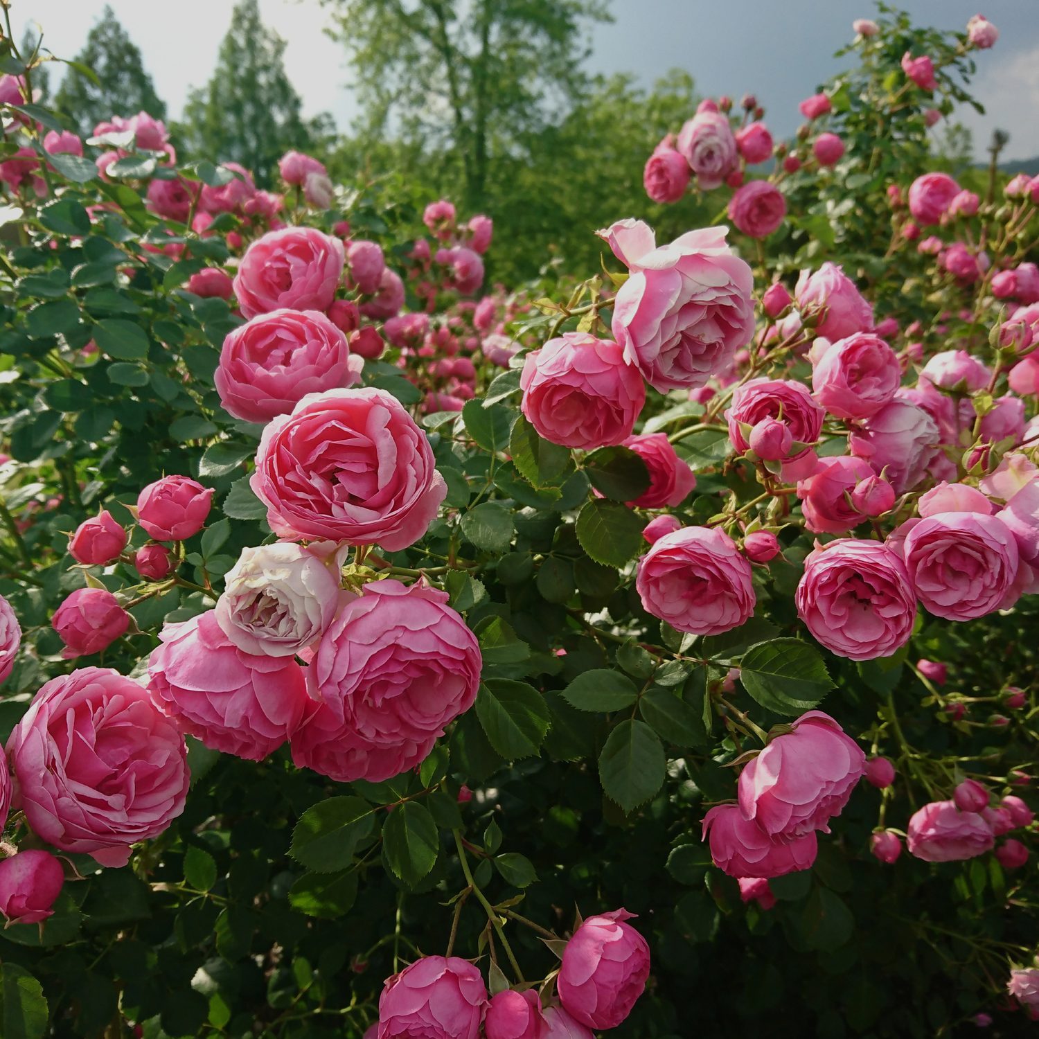 Close-Up Of Pink Roses