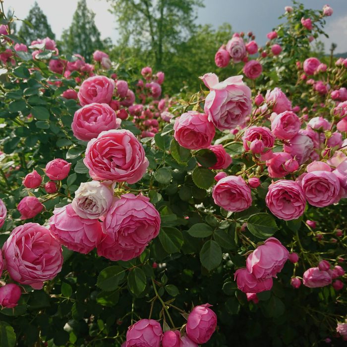 Close-Up Of Pink Roses