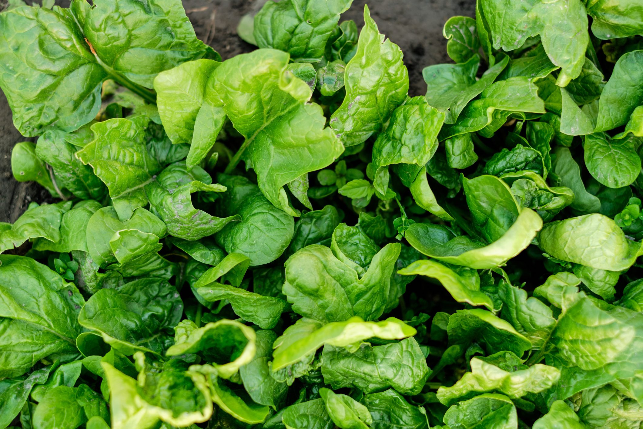 many leaves of organic green salad