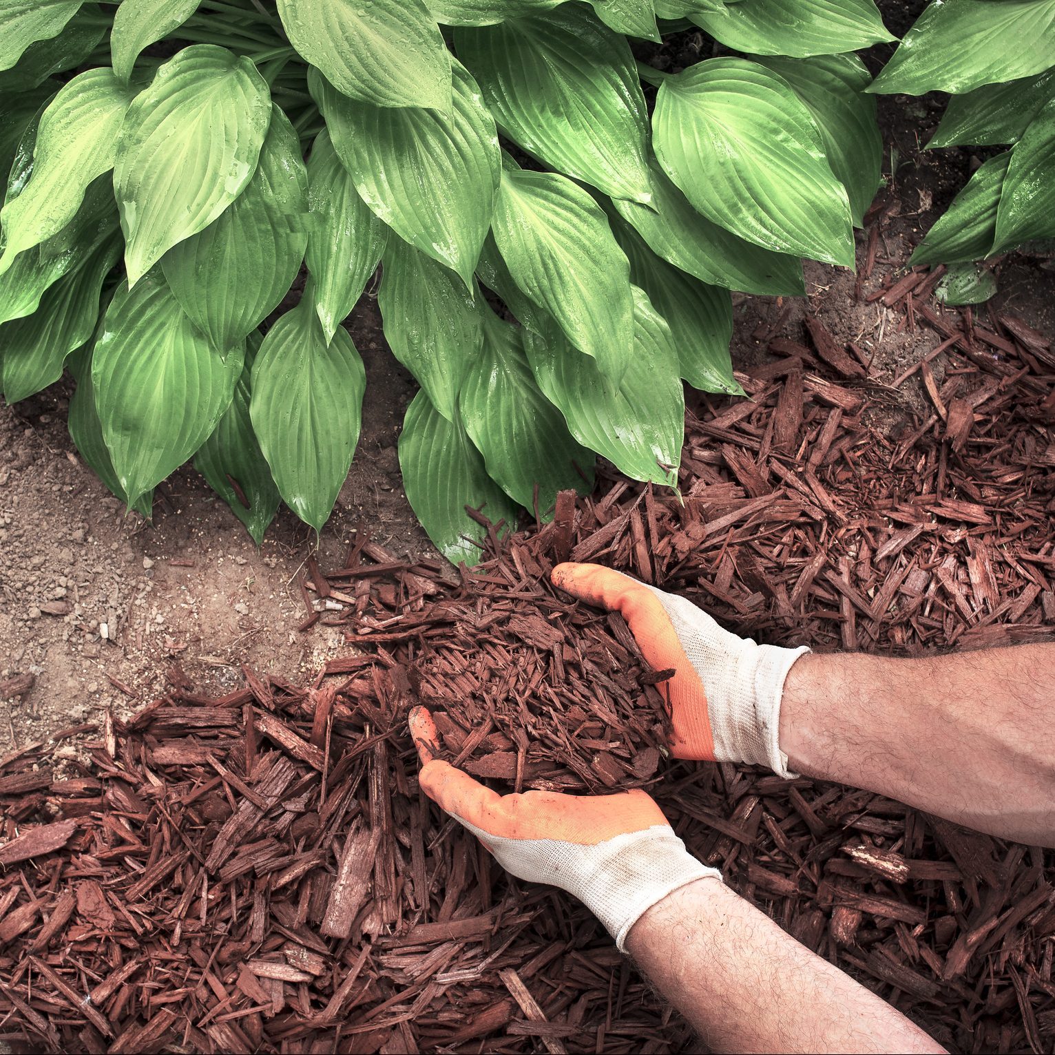 man spreading mulch around hosta plants in garden
