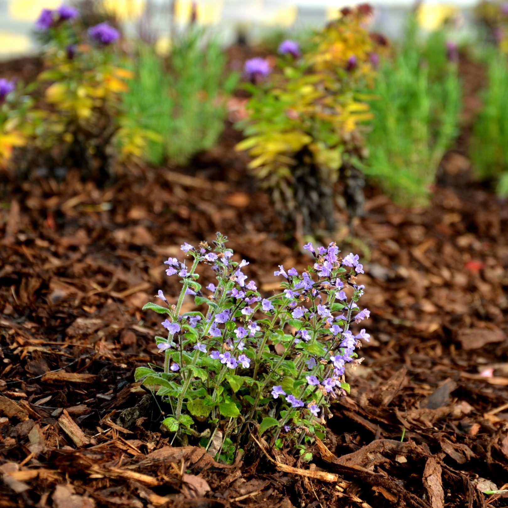 ornamental flowerbed with perennials and flowering sage mulched bark at the curb parking detail