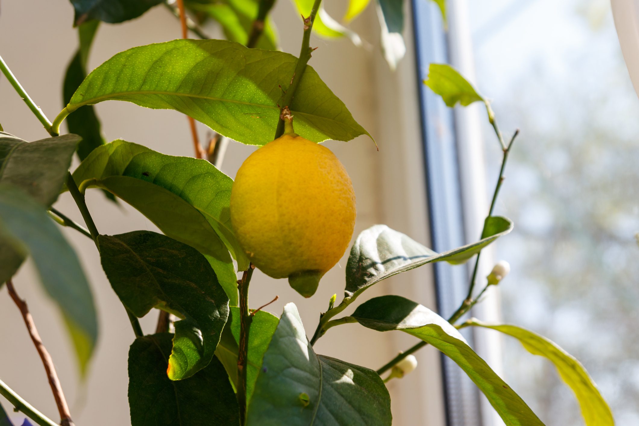 Can You Grow a Lemon Tree Indoors? Yes, Here’s How!