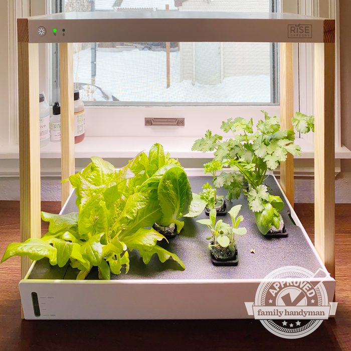 A small indoor gardening setup with several green plants under an LED grow light, placed on a wooden surface near a window with a snowy view outside.