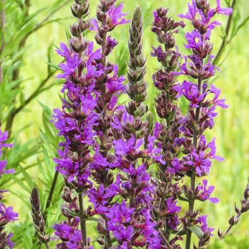 Vibrant purple flowers grow tall among green foliage, standing upright in a sunny, natural setting, depicting a lively scene of blooming plants.