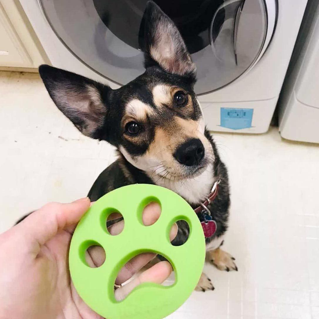 hand holding a Furzapper near dog Shadow who is sitting near a washing machine