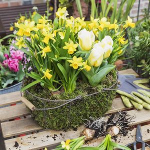 A moss-covered basket contains vibrant yellow daffodils and white tulips, placed on a wooden table near gardening tools and additional flowers in the background.