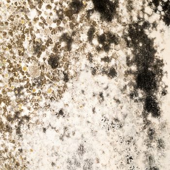 A textured surface exhibits dark and light spots, indicating mold growth on a white wall, suggesting dampness or neglect in the environment.