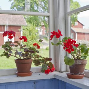 Two potted red geraniums rest on a windowsill, blooming brightly indoors, with a backdrop of greenery and distant red buildings outside.