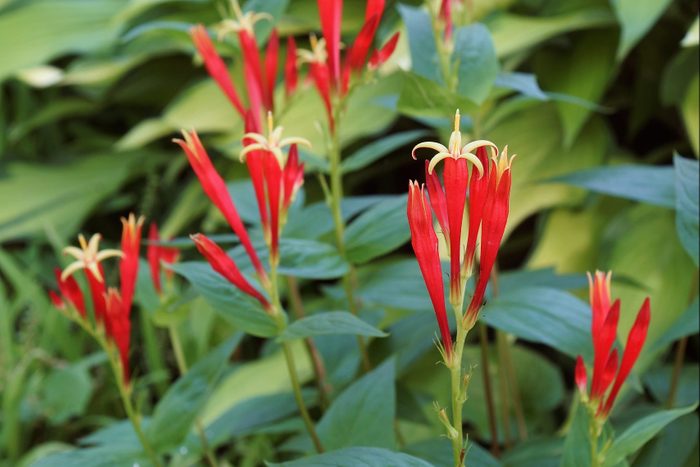Red flowers with yellow tips stand upright among lush green foliage in a vibrant garden setting.
