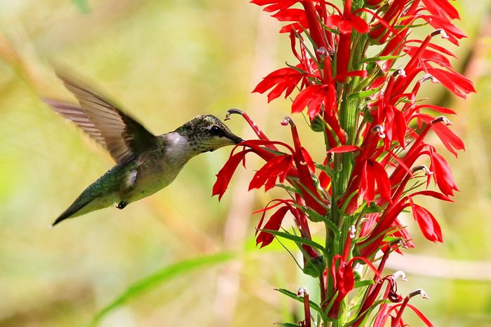 A hummingbird hovers near vibrant red flowers, probing them with its beak in a natural, softly blurred outdoor setting.