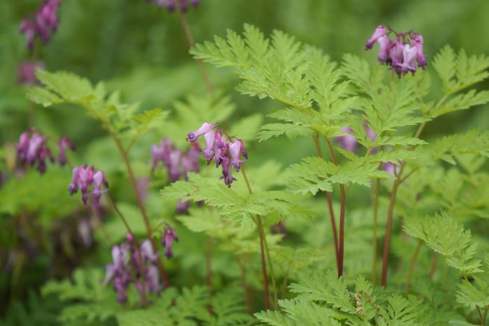 Delicate purple flowers hang among lush green foliage, flourishing in a vibrant, natural garden setting.