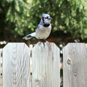 A blue jay stands on a wooden fence, appearing alert, with greenery blurred in the background, suggesting a natural outdoor setting.