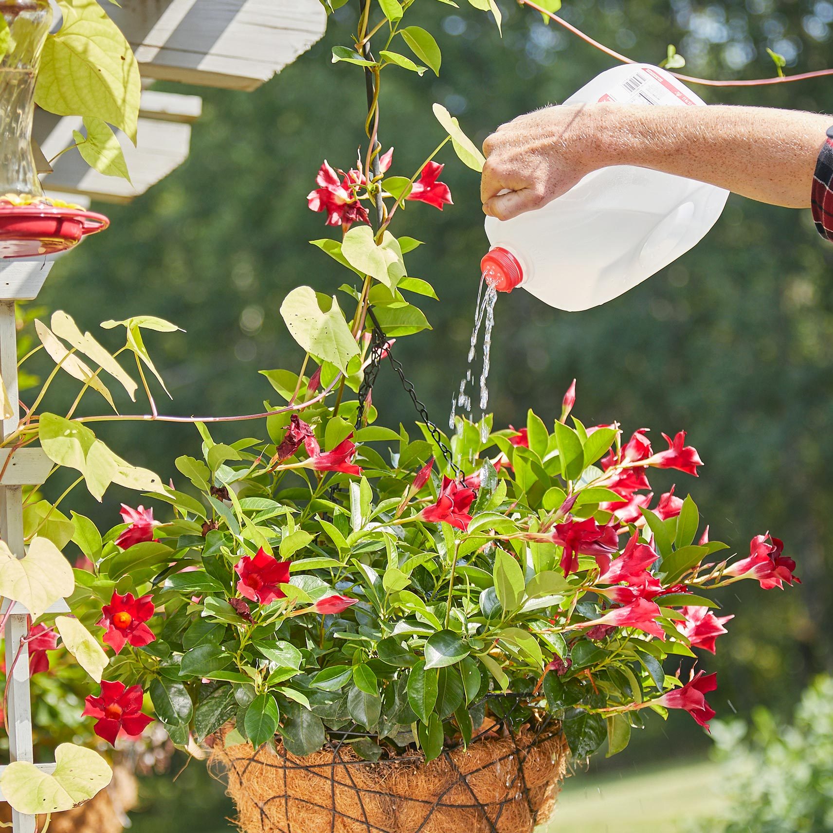 A hand pours water from a container onto vibrant red flowers in a hanging basket, surrounded by greenery and soft natural light.