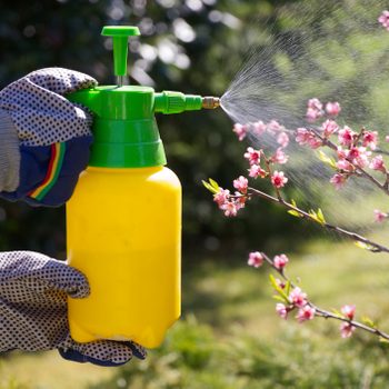 A person sprays water from a yellow container onto blooming pink flowers in a garden, surrounded by green foliage and sunlight.