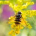 Plants That Support Pollinators' Full Life Cycle