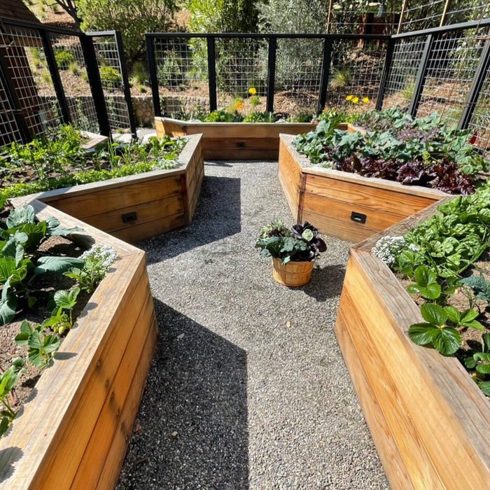 Raised wooden garden beds contain various leafy plants and herbs, arranged in a sunny outdoor space with gravel pathways and a surrounding fence.
