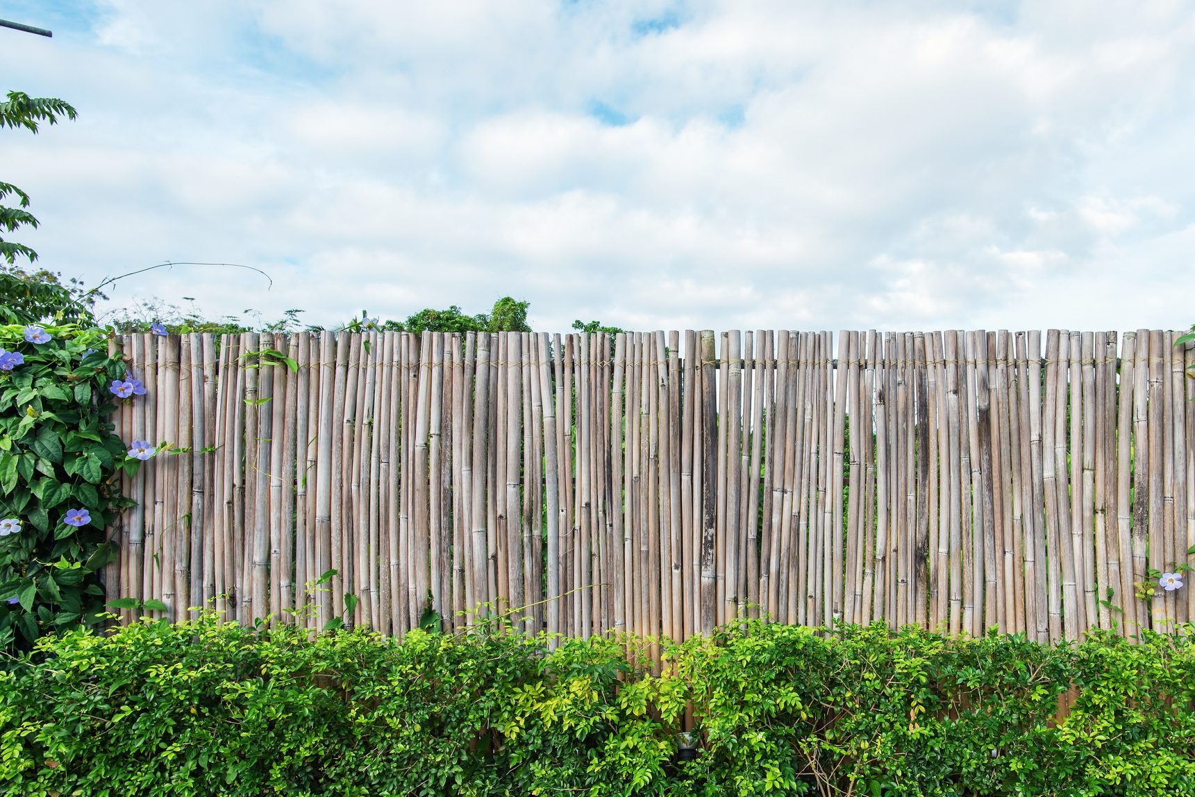 Bamboo fence with green shrubbery