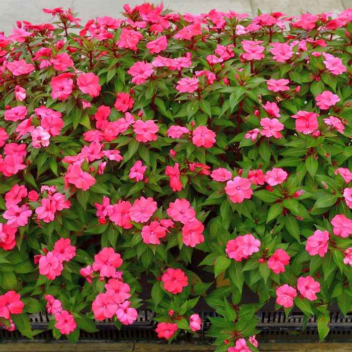 A vibrant cluster of pink flowers blooms abundantly, surrounded by lush green leaves, in a well-maintained garden setting.