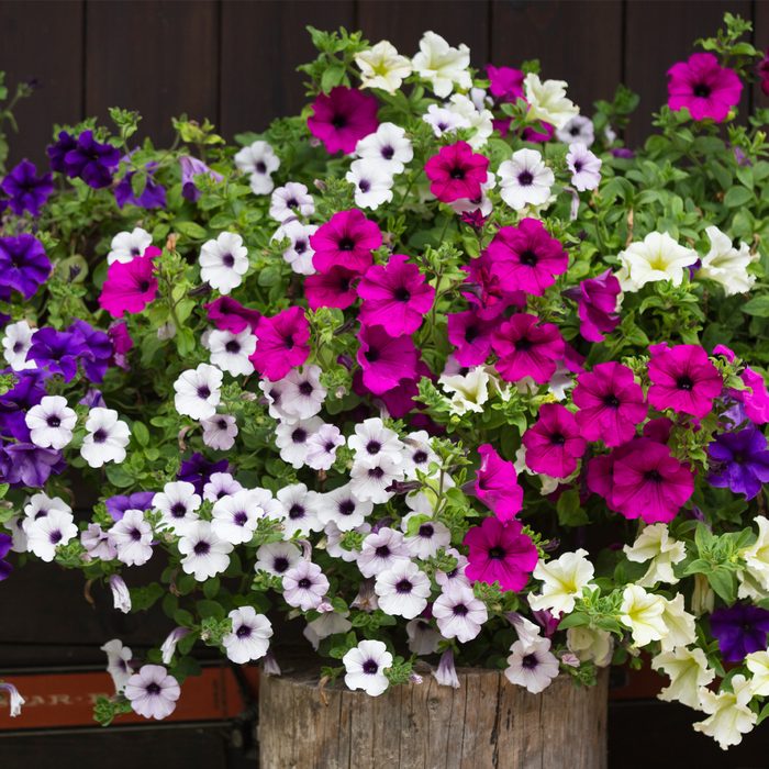 A vibrant arrangement of petunias with purple, pink, white, and yellow flowers overflows from a rustic wooden container against a dark background.