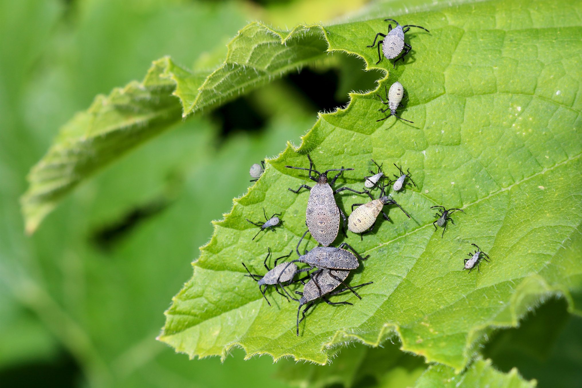 How To Prevent Squash Bugs in Your Garden