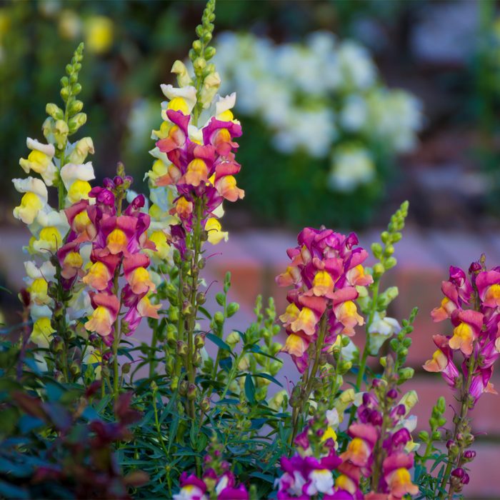Colorful snapdragon flowers bloom, displaying yellow and pink hues, amidst lush green foliage in a garden setting with blurred background plants.