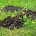 Signs There are Moles in Your Yard (and How to Get Rid of Them)