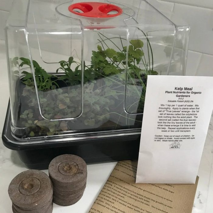 Small Seed Starting Mini Greenhouse Ecomm Etsy.com