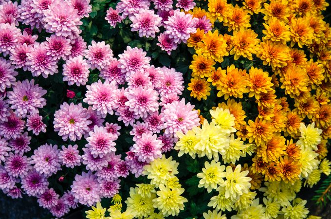 Colorful flowers bloom vibrantly, showcasing shades of pink, yellow, and orange, densely clustered together, creating a lively and cheerful garden atmosphere.