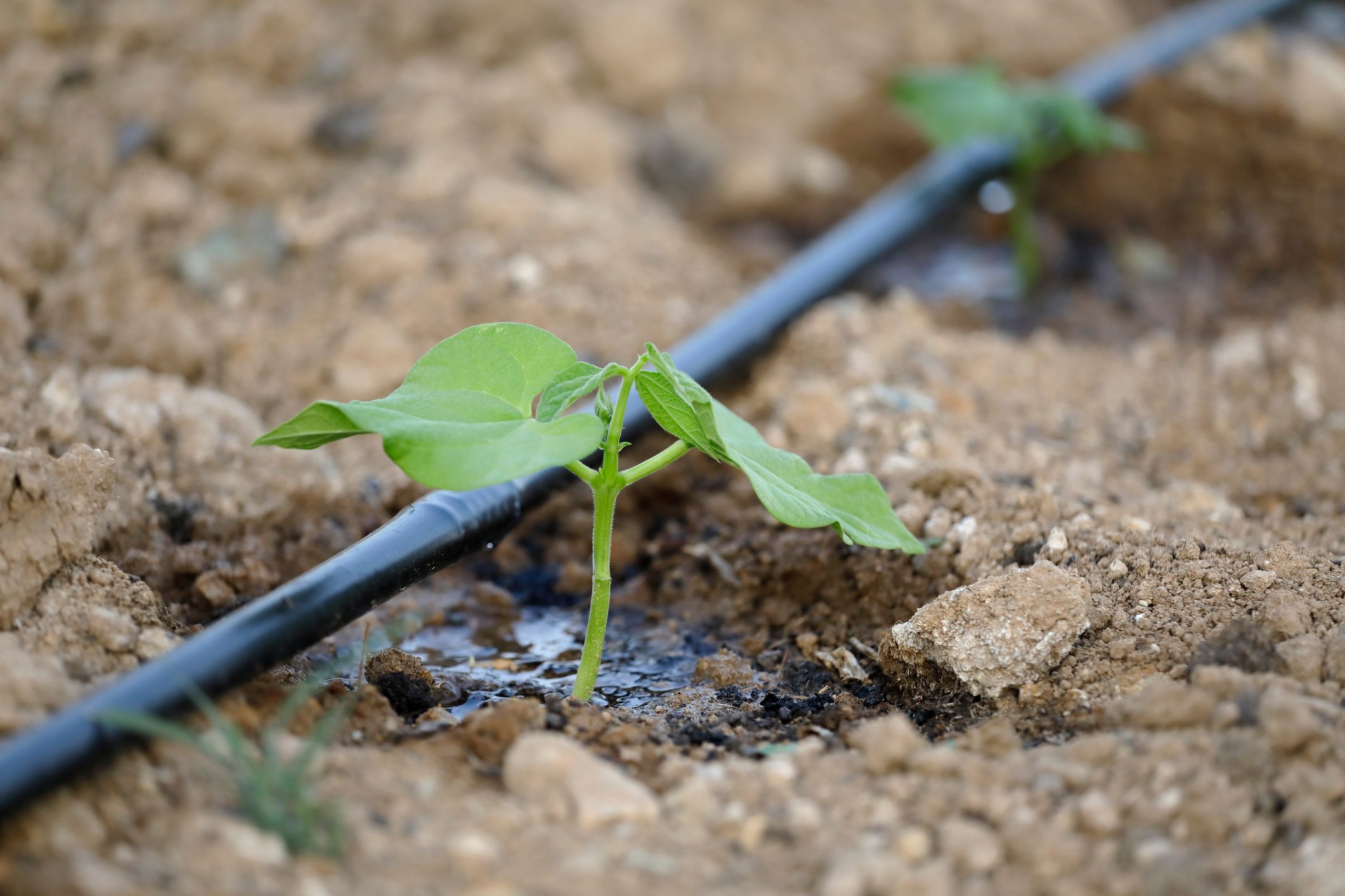 Drip irrigation system watering a small vegetable plant. in the dirt
