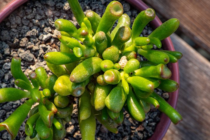 Crassula ovata