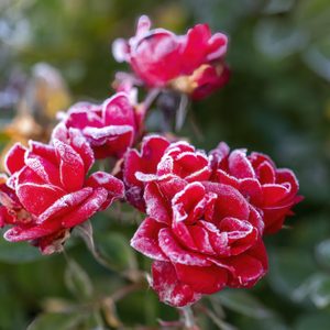 Red roses, frosted with ice, bloom amidst green foliage in a garden setting, capturing a contrast between vibrant color and winter's chill.