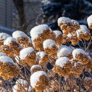 Dried hydrangea flowers are topped with snow, contrasting golden brown with white. They grow against a blurred backdrop of trees and a house.