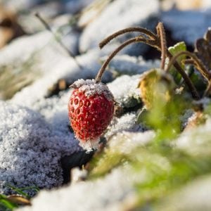 A single red strawberry, dusted with frost, rests on the ground amidst patches of snow, surrounded by green foliage and rocky soil.