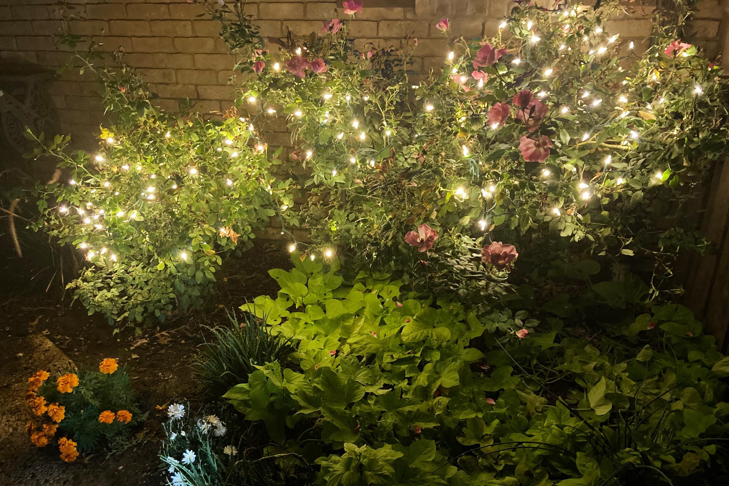 glowing bushes decorated with Christmas lights