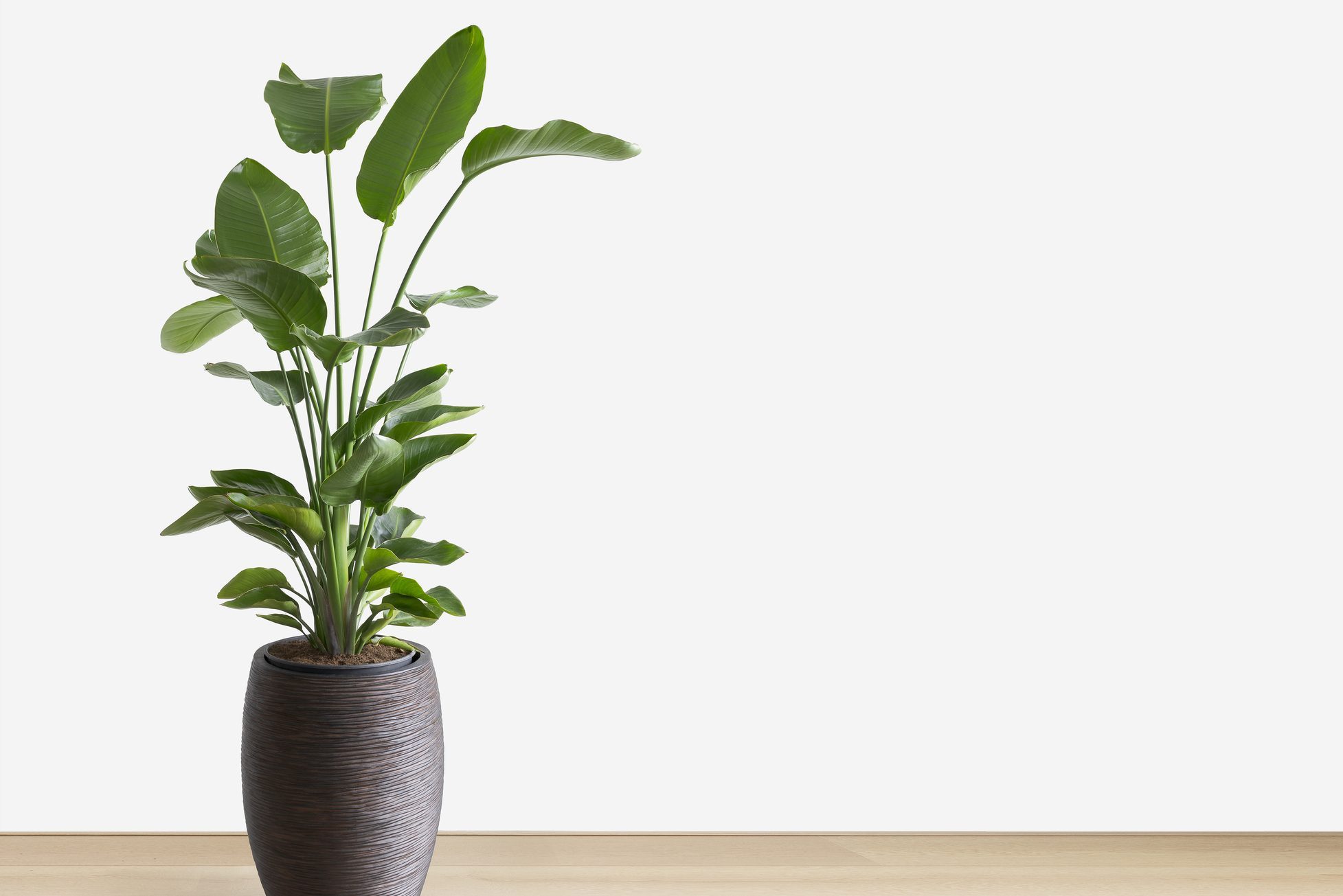 bright living room with a large house plant, copy space, room for text