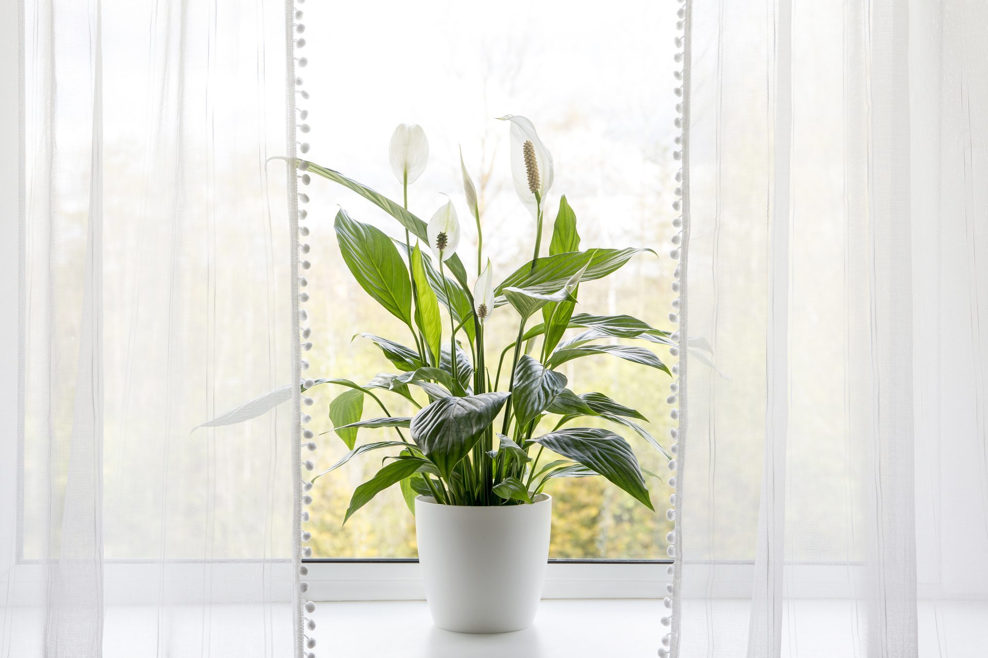 Air puryfing house plants in home concept. Spathiphyllum are commonly known as spath or peace lilies growing in pot in home room and cleaning indoor air.