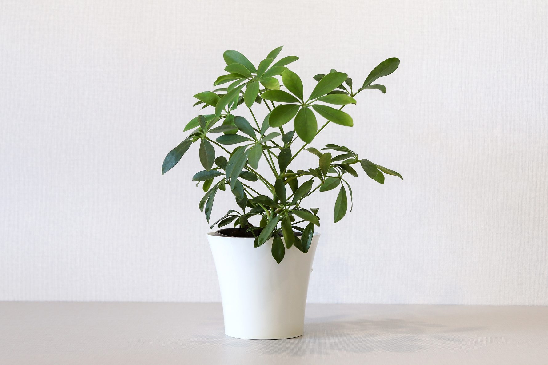 Mock up minimalist home interior with empty white wall and potted house plant