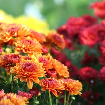 Vibrant orange and red chrysanthemums bloom, showcasing their layered petals amidst a blurred backdrop of greenery and additional colorful flowers.
