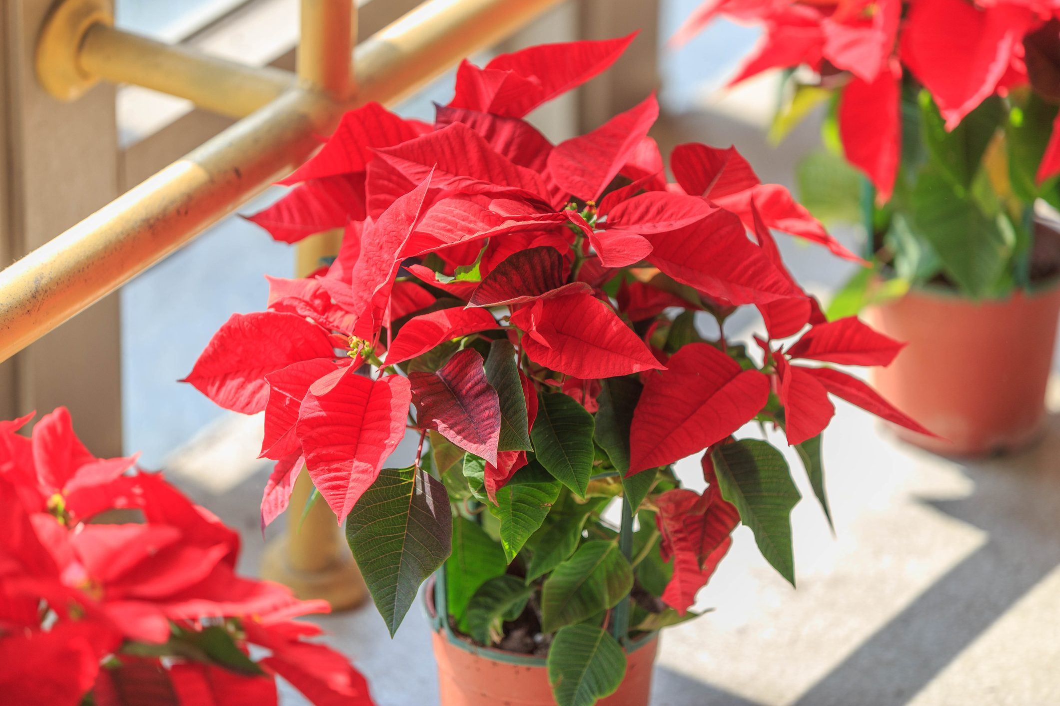 Poinsettia (Common Poinsettia ; X