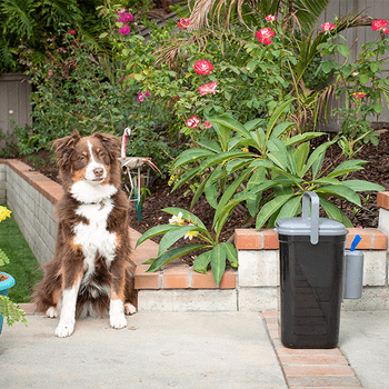 A brown dog sits beside a black trash can, surrounded by colorful flowers and green plants in a well-maintained garden.