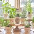 Indoor Herb Garden Ideas and Inspiration