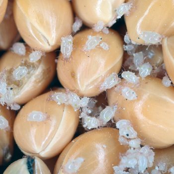 Small, white insects are crawling on golden-brown seeds, some of which are damaged. The scene appears to depict a pest infestation in a crop.