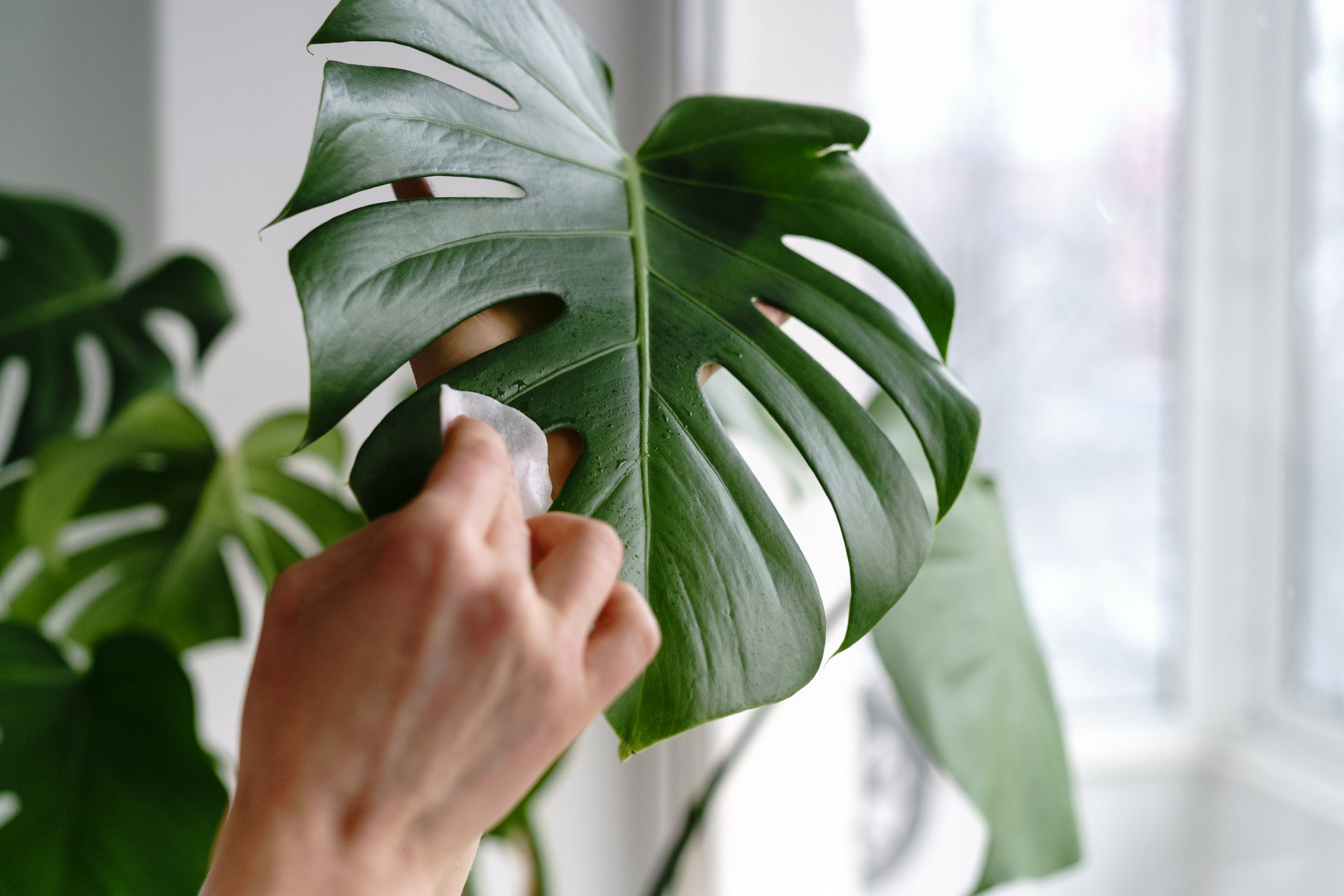Woman hands wiping the dust from houseplant leaves, taking care of plant Monstera using a cotton pad