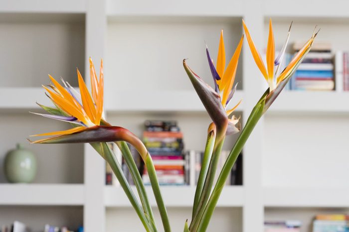 Bird of paradise flowers