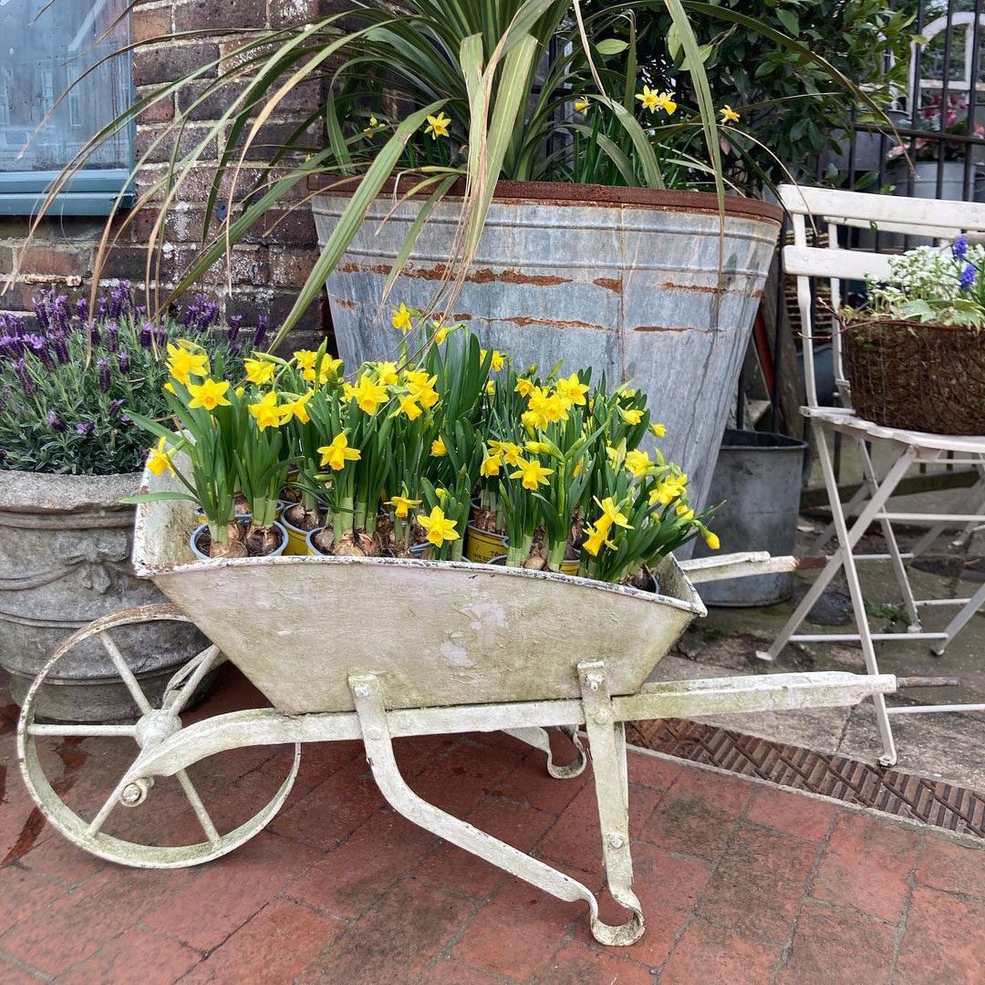 Antique Wheelbarrow Planter